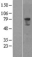 PRODH2 Human Over-expression Lysate