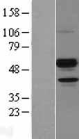 Angiopoietin like 7 (ANGPTL7) Human Over-expression Lysate