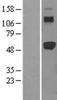 TRAF2 Human Over-expression Lysate