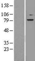 RSK3 (RPS6KA2) Human Over-expression Lysate