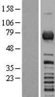 RGS3 Human Over-expression Lysate