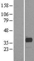 Scramblase 1 (PLSCR1) Human Over-expression Lysate