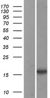 Neuromedin B (NMB) Human Over-expression Lysate