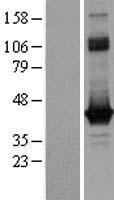 G0 Protein alpha (GNAO1) Human Over-expression Lysate