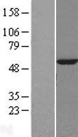 GBA3 Human Over-expression Lysate