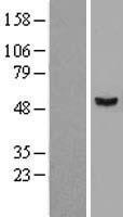 STAMBPL1 Human Over-expression Lysate