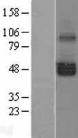 SERINC1 Human Over-expression Lysate