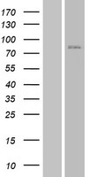 JPH3 Human Over-expression Lysate