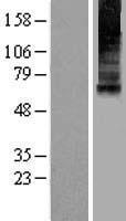 Mucolipin 1 (MCOLN1) Human Over-expression Lysate