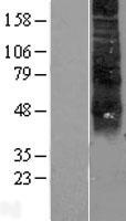 RHCE Human Over-expression Lysate