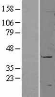 CD177 Human Over-expression Lysate