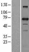 UTP3 Human Over-expression Lysate
