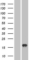 AGTRAP Human Over-expression Lysate