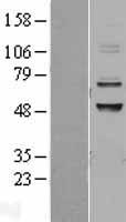 ADCK3 (COQ8A) Human Over-expression Lysate