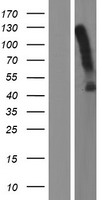 ACKR3 Human Over-expression Lysate