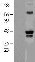 PRMT8 Human Over-expression Lysate