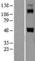 Factor VII (F7) Human Over-expression Lysate