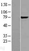 KIAA1434 (GPCPD1) Human Over-expression Lysate