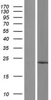 TMCO1 Human Over-expression Lysate