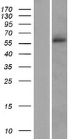 SLC38A2 Human Over-expression Lysate