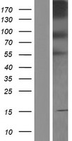 PCDHB4 Human Over-expression Lysate
