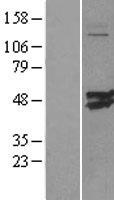 CMAS Human Over-expression Lysate