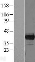 PBK Human Over-expression Lysate