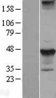 STYK1 Human Over-expression Lysate