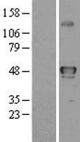 YANK2 (STK32B) Human Over-expression Lysate