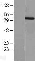 VPS35 Human Over-expression Lysate
