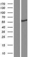 TRIM68 Human Over-expression Lysate