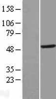 TRMT12 Human Over-expression Lysate