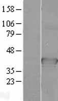 CDC37L1 Human Over-expression Lysate