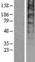 SLC48A1 Human Over-expression Lysate