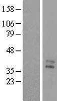 C1orf56 Human Over-expression Lysate