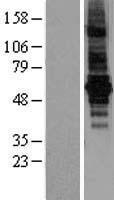 Bestrophin 2 (BEST2) Human Over-expression Lysate