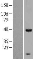 KCTD9 Human Over-expression Lysate
