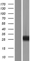 RAB39 (RAB39A) Human Over-expression Lysate