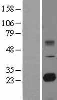 TMED9 Human Over-expression Lysate