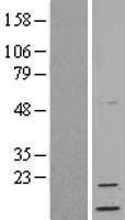 Neuritin (NRN1) Human Over-expression Lysate