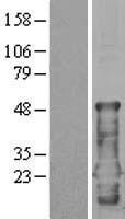 CEND1 Human Over-expression Lysate