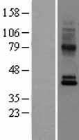 CCR10 Human Over-expression Lysate