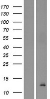 BET1L Human Over-expression Lysate