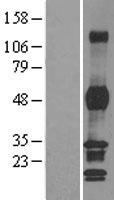 PHF7 Human Over-expression Lysate