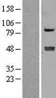 CPA4 Human Over-expression Lysate