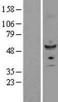 FZR1 Human Over-expression Lysate