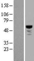 NLK Human Over-expression Lysate