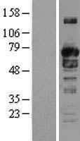 SH3PX1 (SNX9) Human Over-expression Lysate