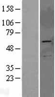 PRKAG2 Human Over-expression Lysate