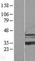 Isochorismatase domain containing protein 1 (ISOC1) Human Over-expression Lysate